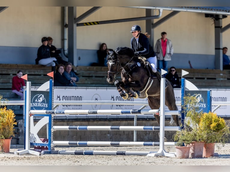 Oldenburg Gelding 8 years 16,3 hh Black in Královice