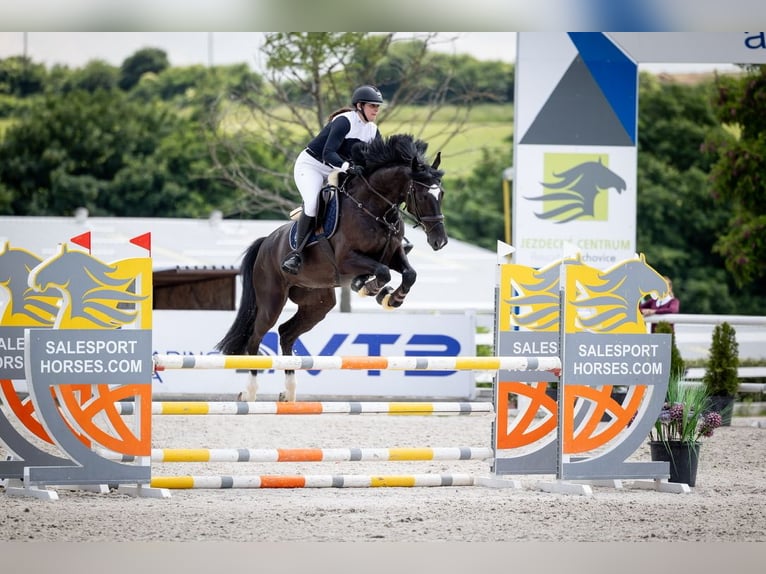 Oldenburg Gelding 8 years 16,3 hh Black in Královice