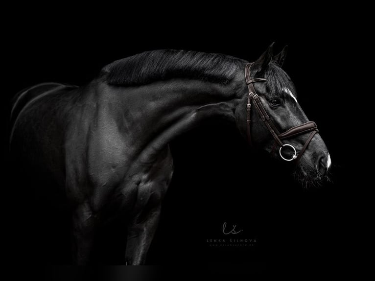 Oldenburg Gelding 8 years 16,3 hh Black in Královice