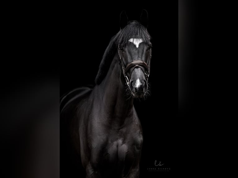 Oldenburg Gelding 8 years 16,3 hh Black in Královice