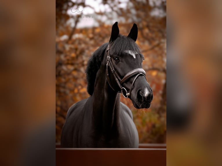 Oldenburg Gelding 8 years 16,3 hh Black in Královice