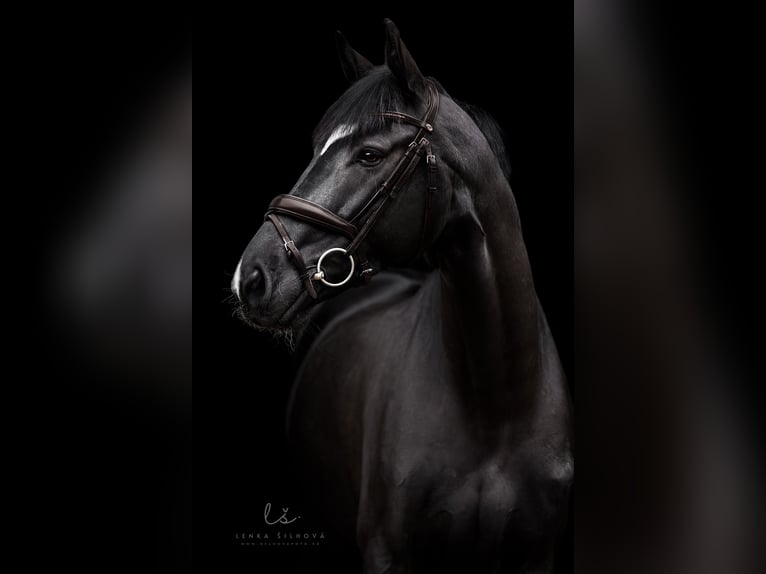 Oldenburg Gelding 8 years 16,3 hh Black in Královice