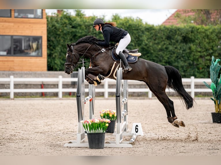 Oldenburg Gelding 8 years 16,3 hh Black in Královice