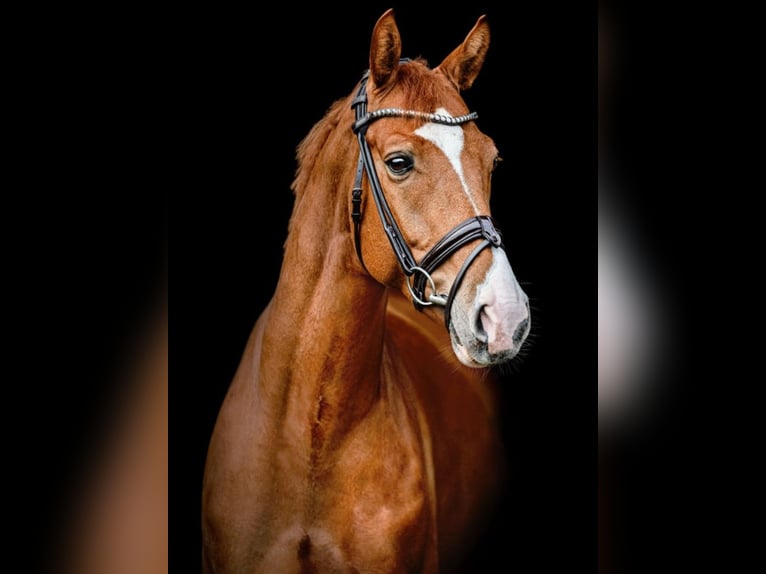 Oldenburg Gelding 8 years 16,3 hh Chestnut-Red in Handorf