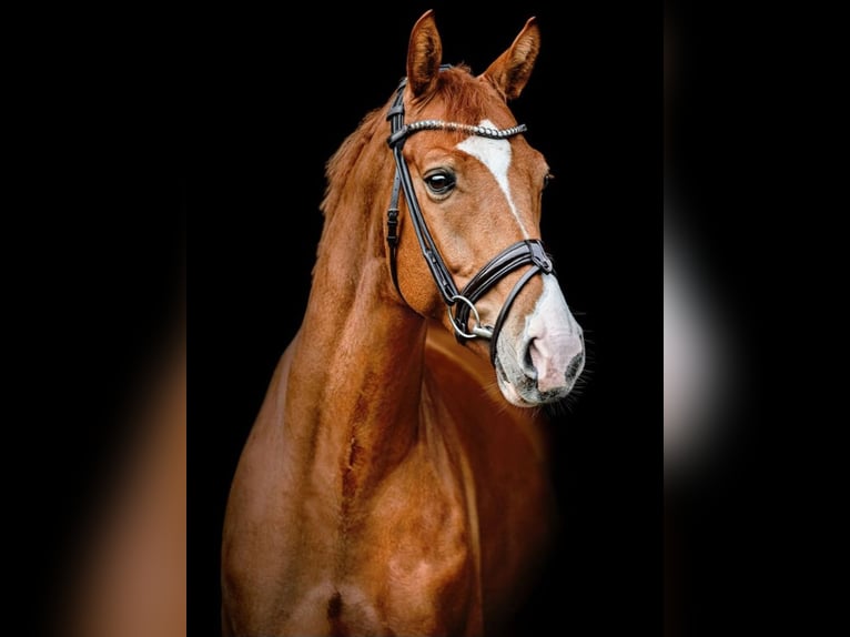 Oldenburg Gelding 8 years 16,3 hh Chestnut-Red in Handorf