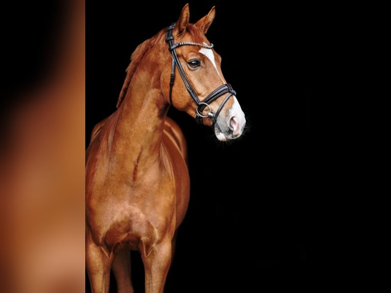 Oldenburg Gelding 8 years 16,3 hh Chestnut-Red in Handorf