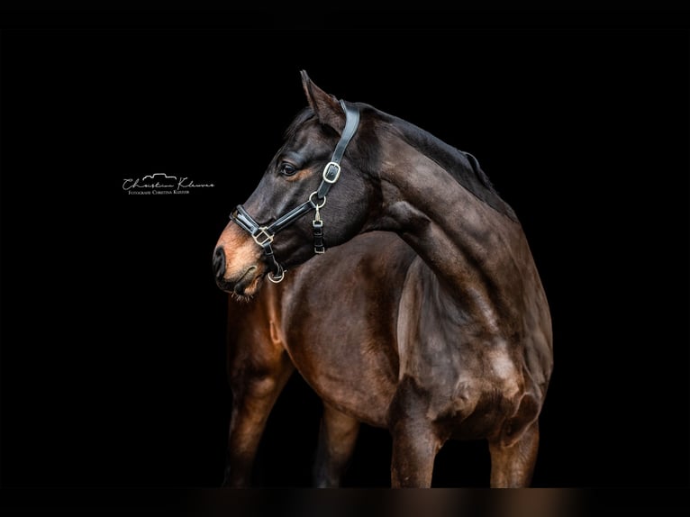 Oldenburg Gelding 8 years 17.1 hh Bay-Dark in Worms