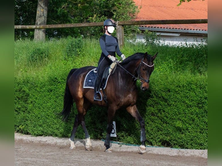 Oldenburg Gelding 8 years 17.1 hh Bay-Dark in Worms