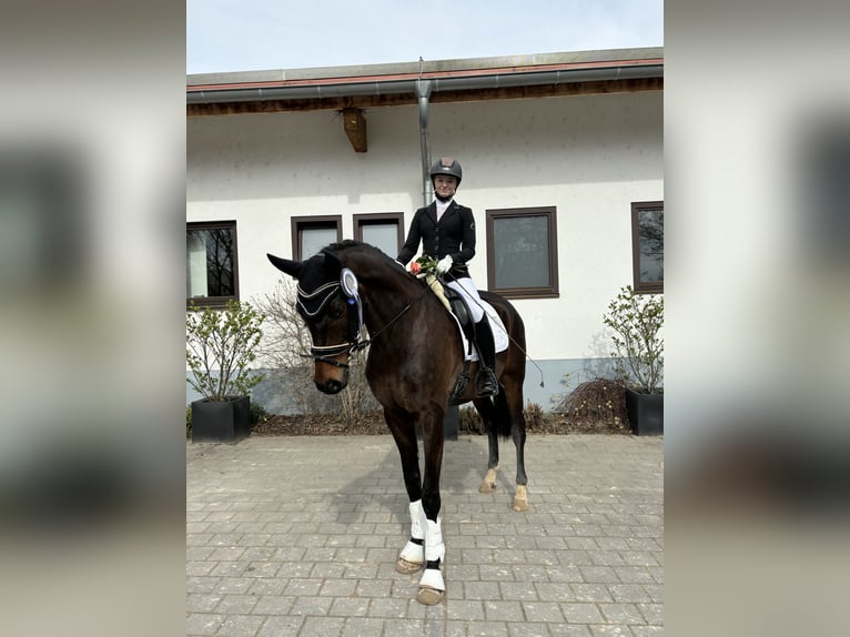 Oldenburg Gelding 8 years 17.1 hh Bay-Dark in Worms