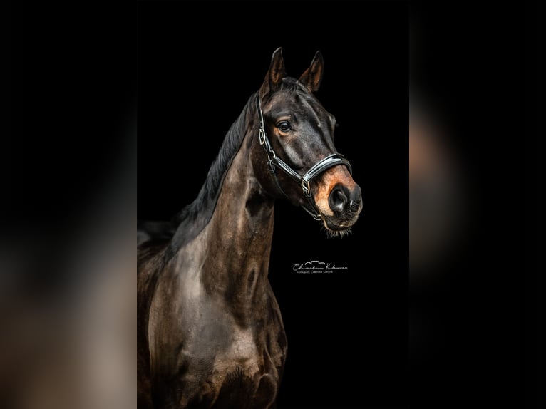 Oldenburg Gelding 8 years 17.1 hh Bay-Dark in Worms
