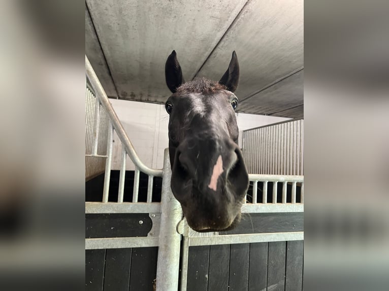 Oldenburg Gelding 8 years 17,1 hh Black in Rijsbergen