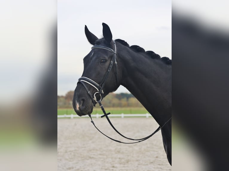 Oldenburg Gelding 8 years 17,1 hh Black in Rijsbergen