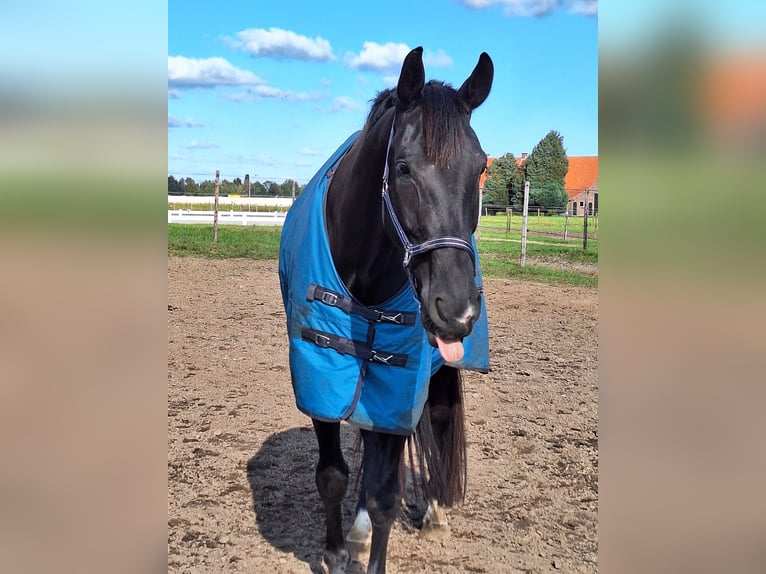 Oldenburg Gelding 8 years 17,1 hh Black in Rijsbergen