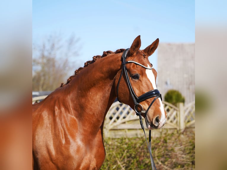 Oldenburg Gelding 8 years 17.1 hh Chestnut-Red in Hohenfelde