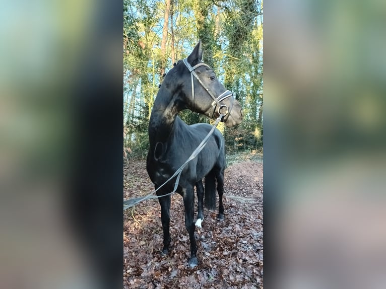 Oldenburg Gelding 8 years 17,2 hh Black in Barenburg