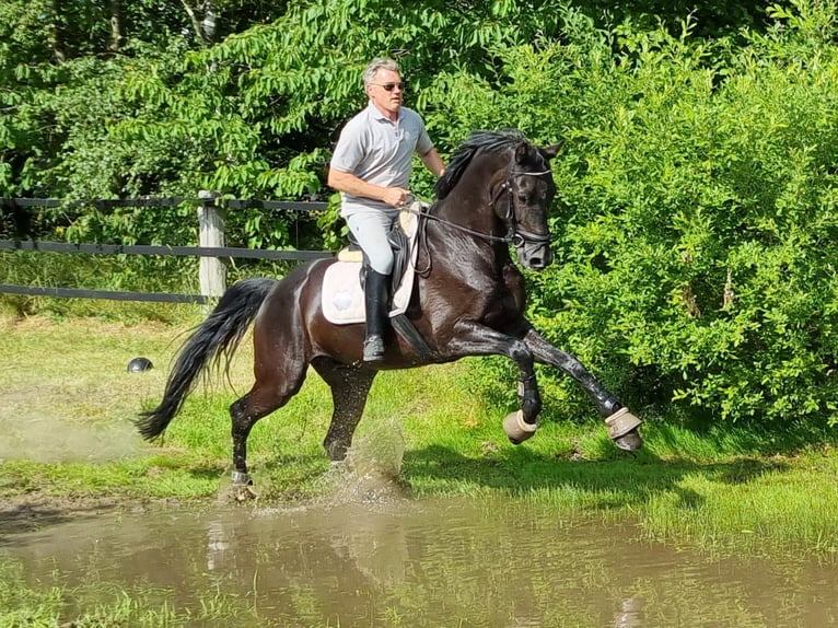 Oldenburg Gelding 8 years 17,2 hh Black in Barenburg