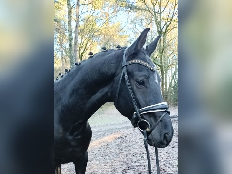 Oldenburg Gelding 8 years 17,2 hh Black in Barenburg