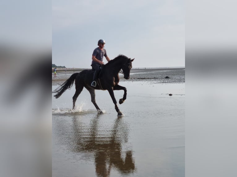 Oldenburg Gelding 8 years 17,2 hh Black in Barenburg