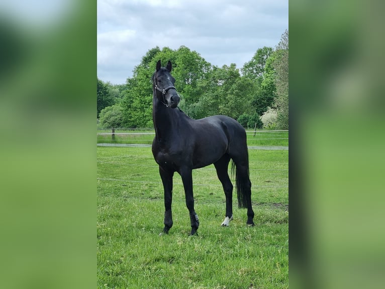 Oldenburg Gelding 8 years 17,2 hh Black in Barenburg