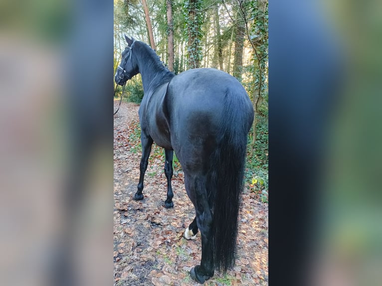 Oldenburg Gelding 8 years 17,2 hh Black in Barenburg