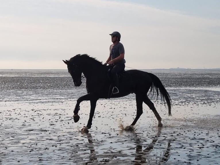 Oldenburg Gelding 8 years 17,2 hh Black in Barenburg