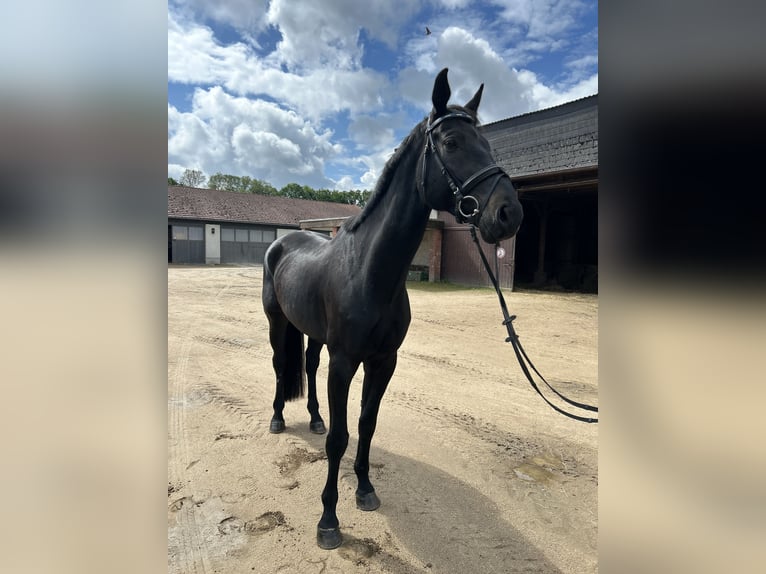 Oldenburg Gelding 8 years 17.2 hh Black in Hanau