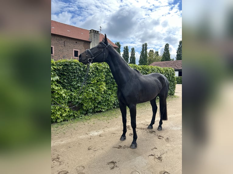 Oldenburg Gelding 8 years 17.2 hh Black in Hanau