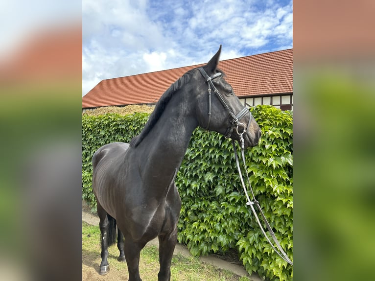 Oldenburg Gelding 8 years 17.2 hh Black in Hanau