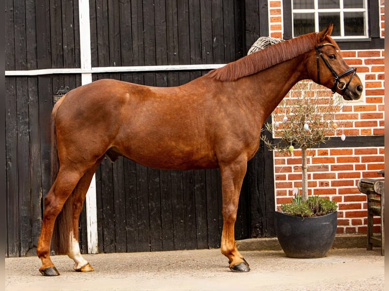 Oldenburg Gelding 8 years 17.2 hh Chestnut in Coesfeld