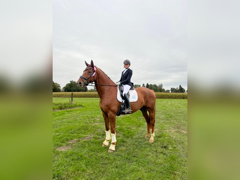 Oldenburg Gelding 8 years 17.2 hh Chestnut in Coesfeld