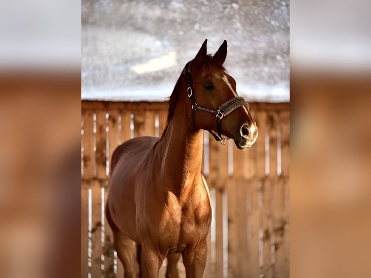 Oldenburg Gelding 8 years 17.3 hh Chestnut-Red in Krubki Górki