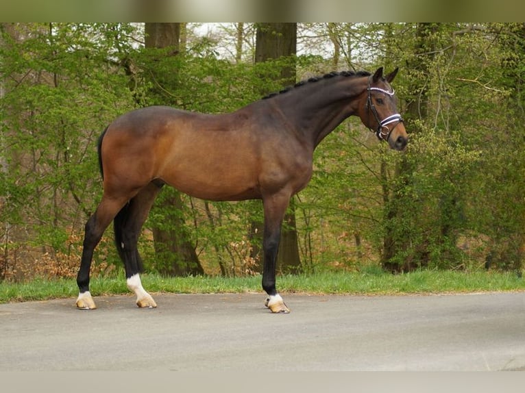 Oldenburg Gelding 8 years 17 hh Bay-Dark in Gleichen