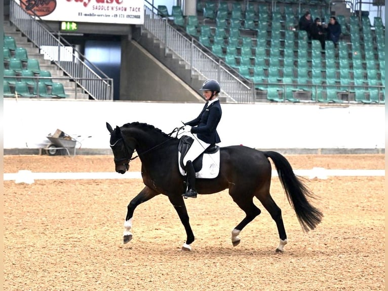 Oldenburg Gelding 8 years 17 hh Bay-Dark in Großostheim