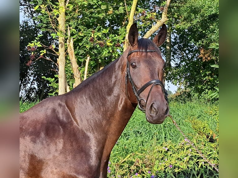 Oldenburg Gelding 8 years 17 hh Bay-Dark in Loxstedt