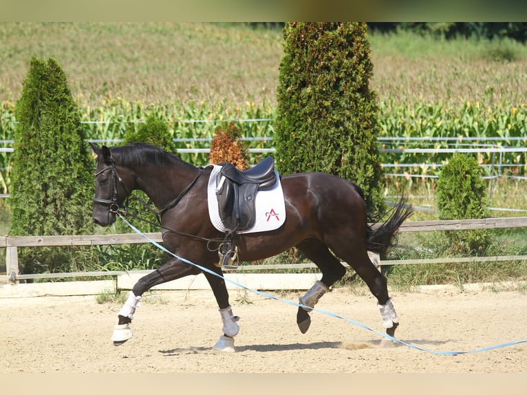 Oldenburg Gelding 8 years 17 hh Black in St Marein bei Graz
