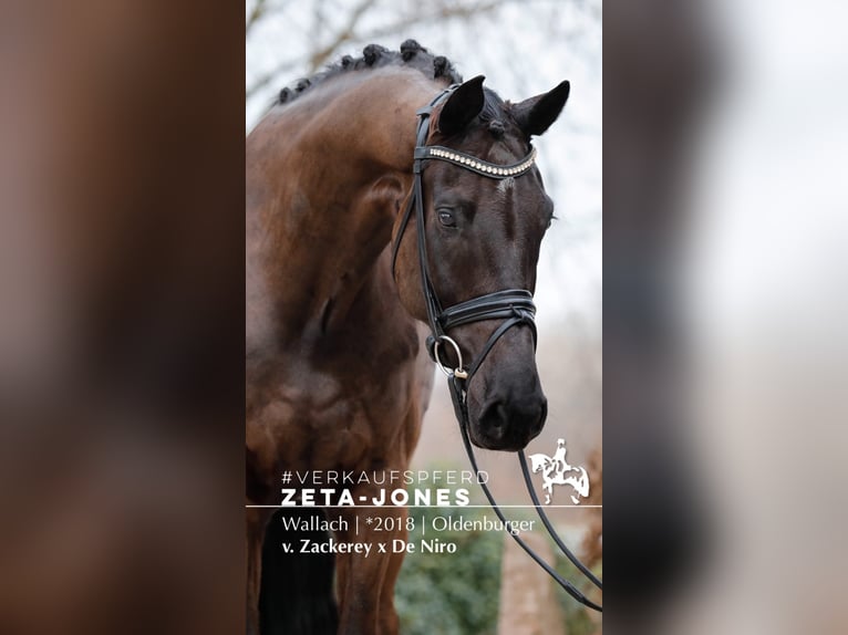 Oldenburg, Gelding, 8 years, 17 hh, Black