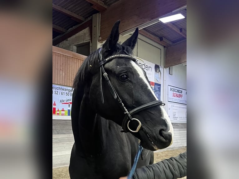 Oldenburg Gelding 8 years 17 hh Black in Giengen an der Brenz