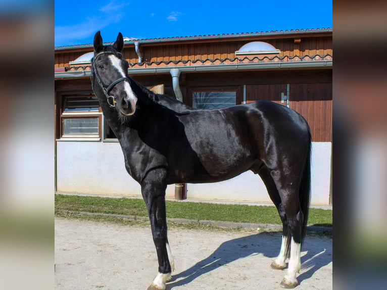 Oldenburg Gelding 8 years 17 hh Black in Giengen an der Brenz