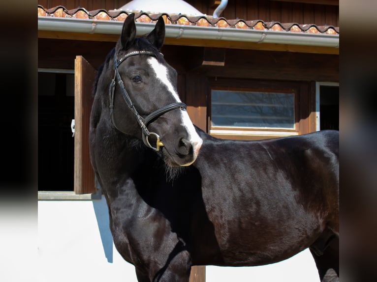 Oldenburg Gelding 8 years 17 hh Black in Giengen an der Brenz