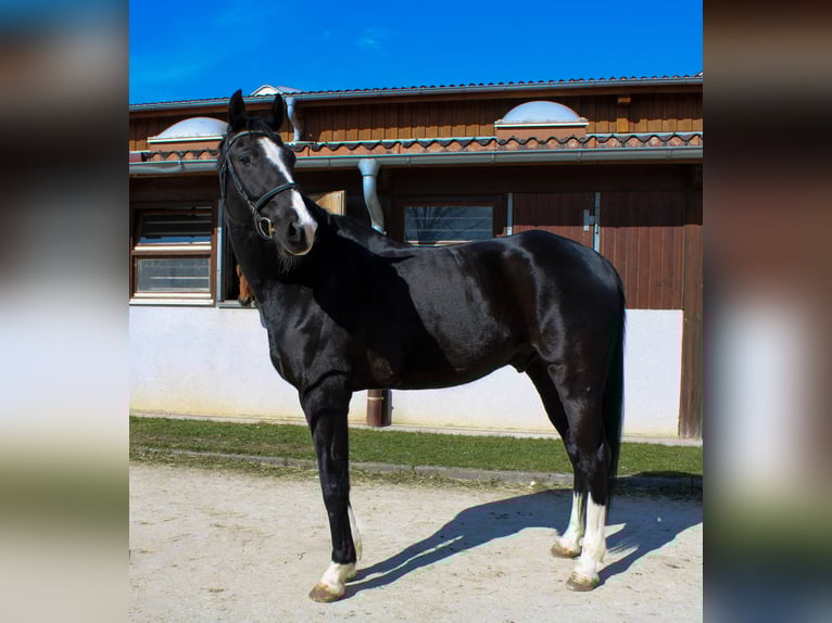 Oldenburg Gelding 8 years 17 hh Black in Giengen an der Brenz