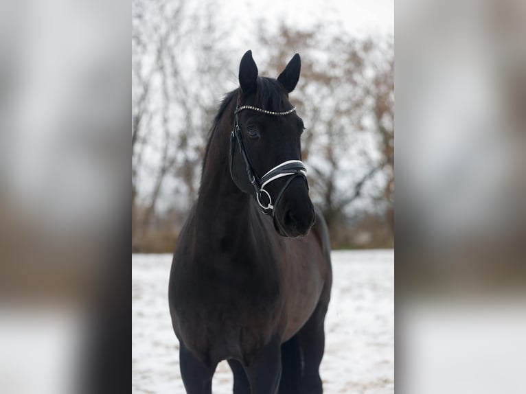 Oldenburg Gelding 8 years 17 hh Black in Zörbig