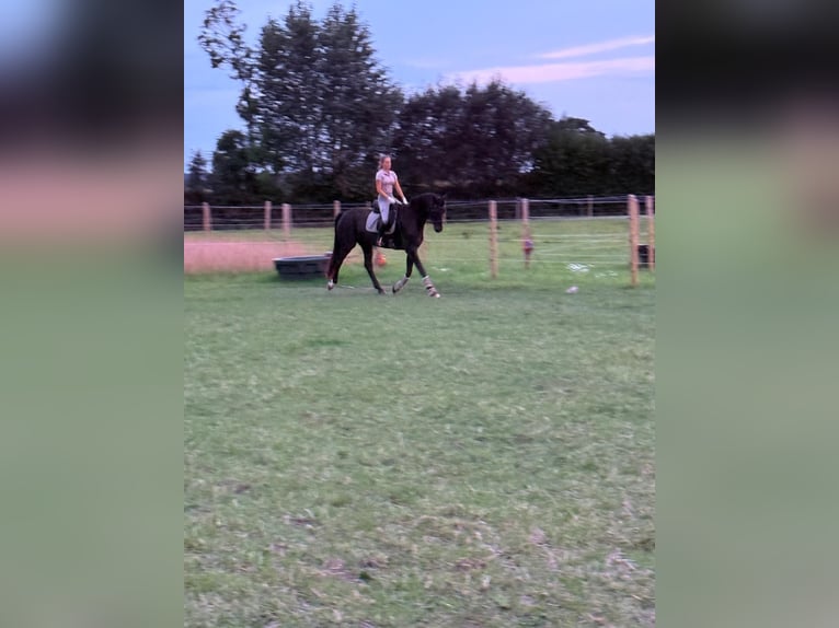 Oldenburg Gelding 8 years 17 hh Black in Eckernförde