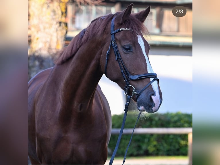 Oldenburg Gelding 8 years 17 hh Chestnut in München