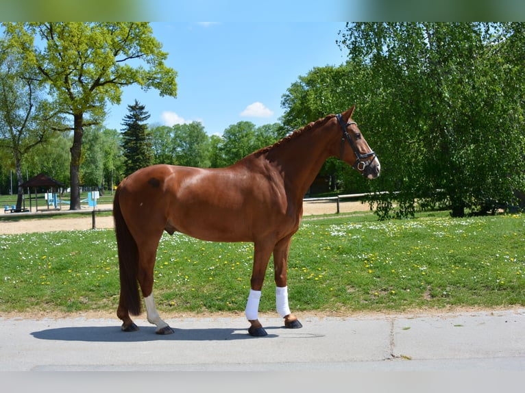 Oldenburg Gelding 8 years 17 hh Chestnut in M&#xFC;nchen