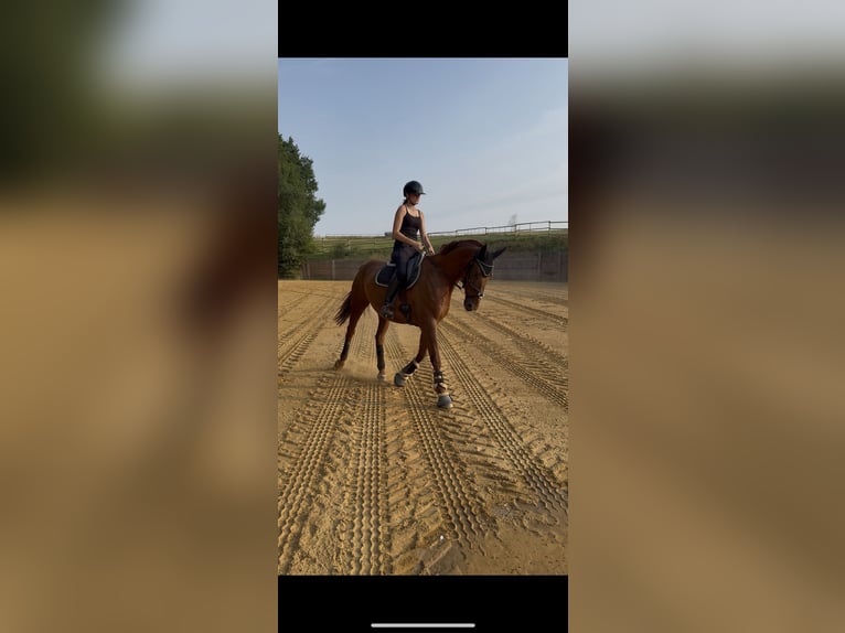 Oldenburg Mix Gelding 8 years 17 hh Chestnut in Junglinster