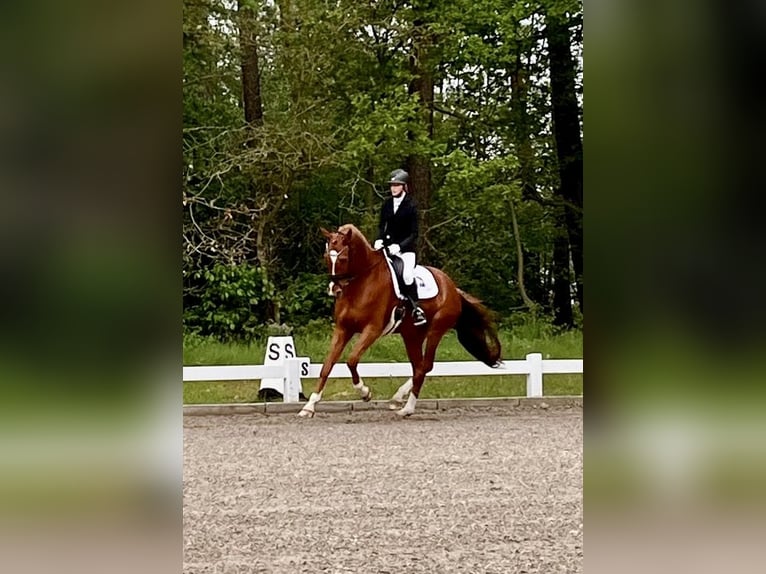 Oldenburg Gelding 8 years 17 hh Chestnut-Red in Bramsche