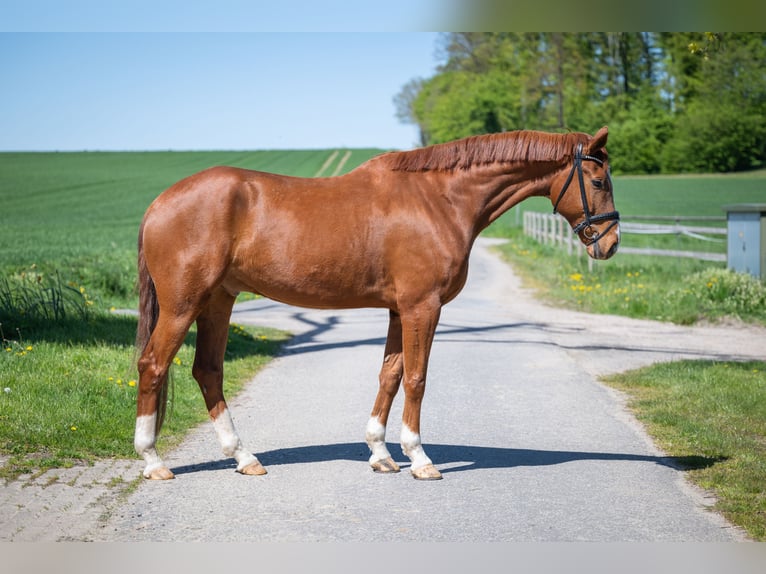 Oldenburg Gelding 8 years 17 hh Chestnut-Red in Bramsche