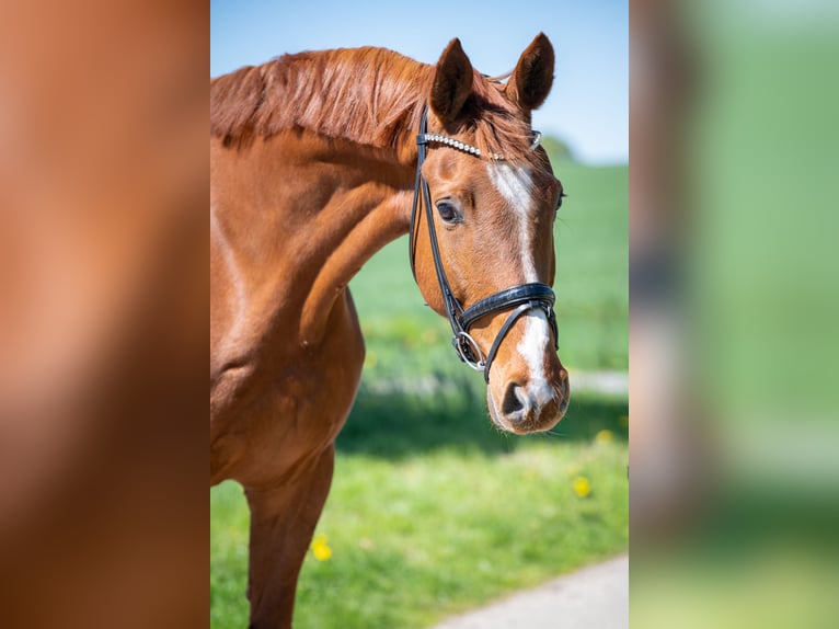 Oldenburg Gelding 8 years 17 hh Chestnut-Red in Bramsche