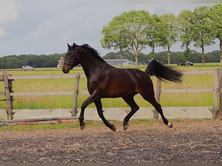 Oldenburg Gelding 8 years 17 hh Smoky-Black in Erm