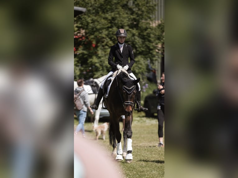 Oldenburg Gelding 8 years 17,1 hh Bay-Dark in Worms